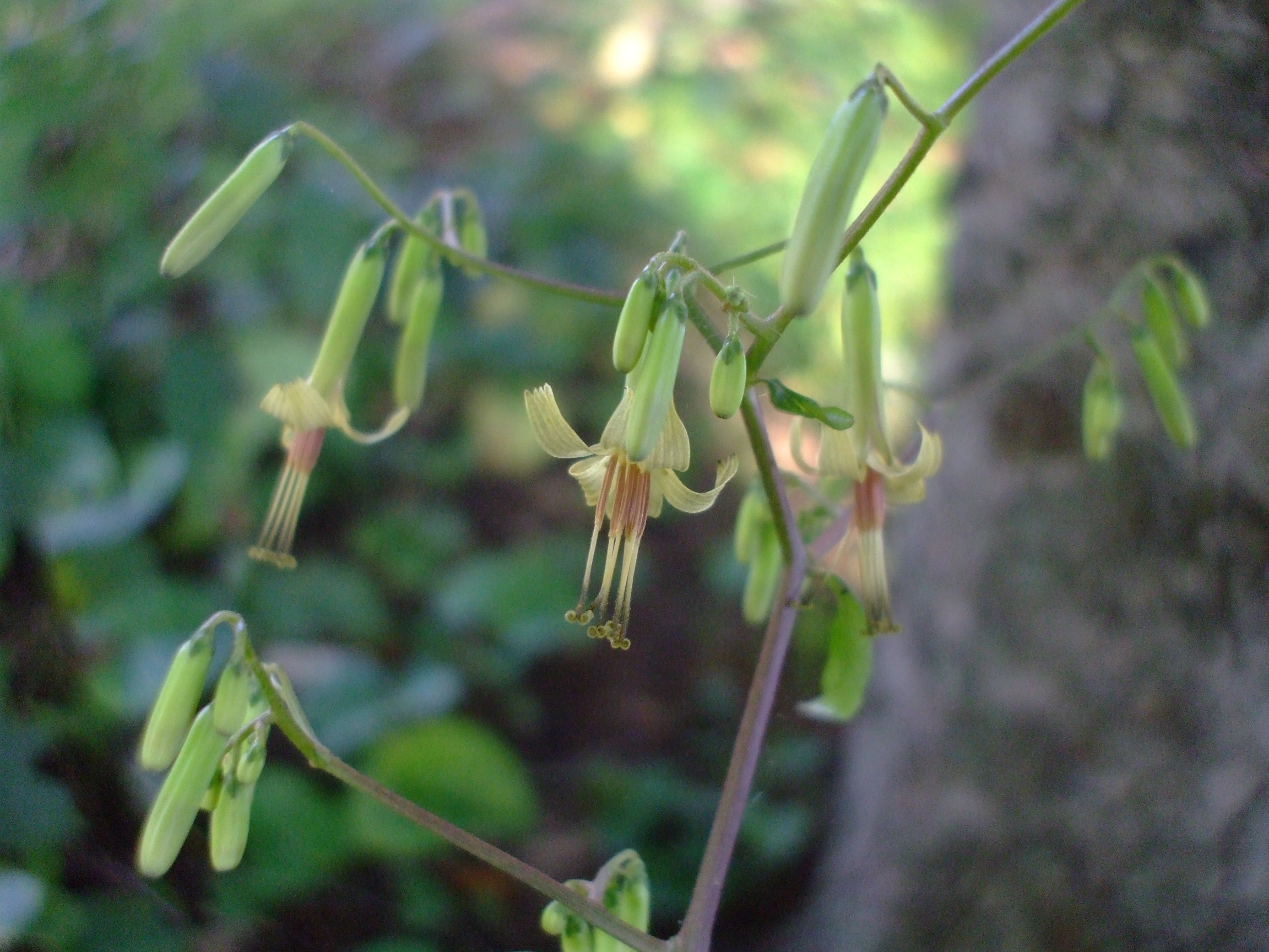 Prenanthes altissima